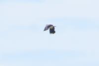 Vanellus vanellus