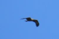 Milvus migrans