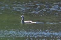 Podiceps cristatus