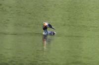 Podiceps cristatus