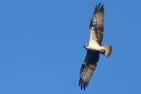 Pandion haliaetus
