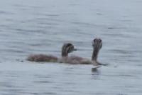 Podiceps cristatus