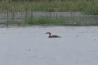 Podiceps cristatus