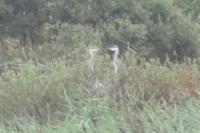 Ardea cinerea