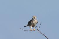 Falco tinnunculus