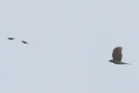 Accipiter nisus