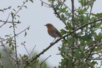 Erithacus rubecula
