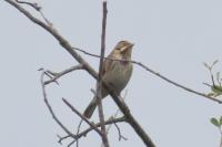 Emberiza schoeniclus