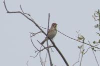 Emberiza schoeniclus