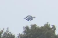 Columba palumbus