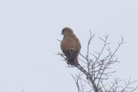 Falco tinnunculus