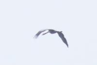 Grus grus