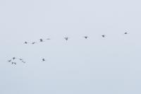 Grus grus