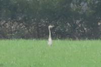 Ardea cinerea