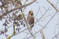 Coccothraustes coccothraustes
