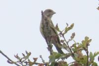 Chloris chloris