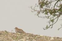 Burhinus oedicnemus