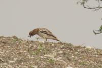 Burhinus oedicnemus