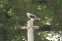 Elanus caeruleus