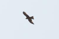 Milvus migrans