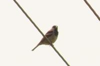 Passer domesticus