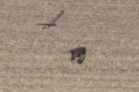 Buteo buteo