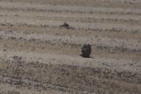 Buteo buteo
