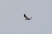 Elanus caeruleus
