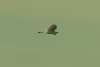 Ardea alba