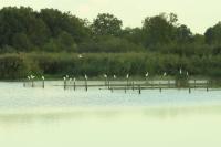 Bubulcus ibis