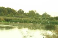 Bubulcus ibis