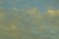 Bubulcus ibis