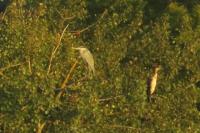 Ardea cinerea