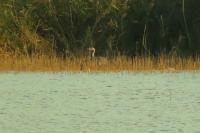 Ardea cinerea