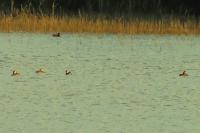 Podiceps cristatus