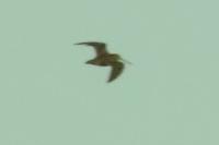 Gallinago gallinago
