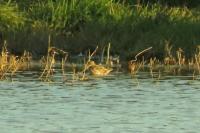 Gallinago gallinago