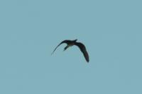 Phalacrocorax carbo