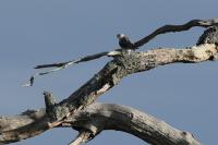 Elanus caeruleus