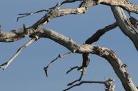 Elanus caeruleus