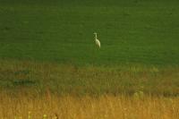 Ardea alba