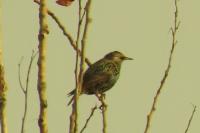 Sturnus vulgaris