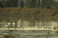 Ardea alba