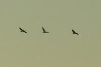 Grus grus