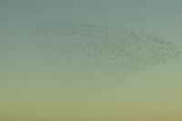 Sturnus vulgaris