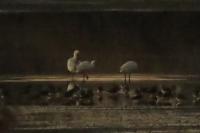 Platalea leucorodia