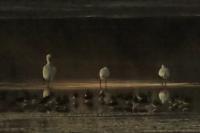 Platalea leucorodia