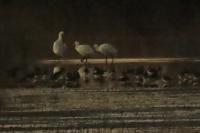 Platalea leucorodia