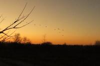 Grus grus