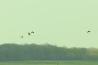 Buteo buteo